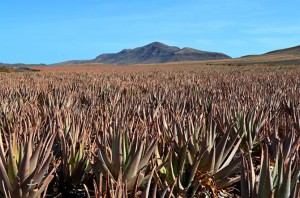 Aloe Vera Fuerteventura