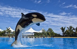 Loro Parque 