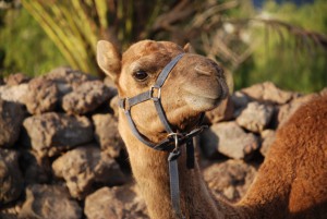 Camel Park