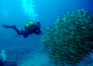 Blue Bottom Diving