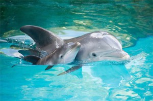 Bottlenose Dolphin